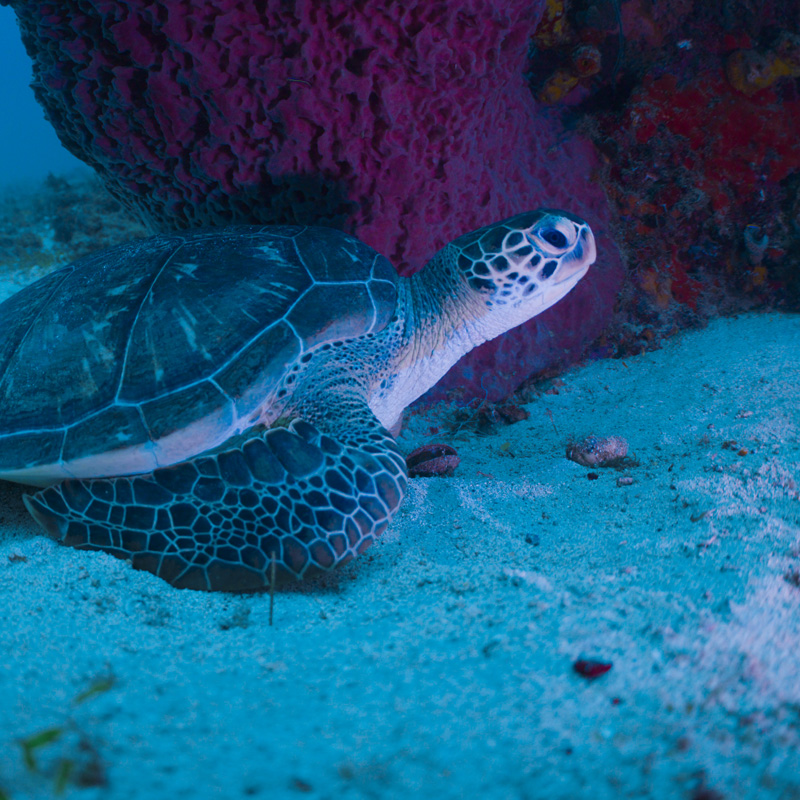 TP-Vision-Partnership-TheExplorers-Turtle-001